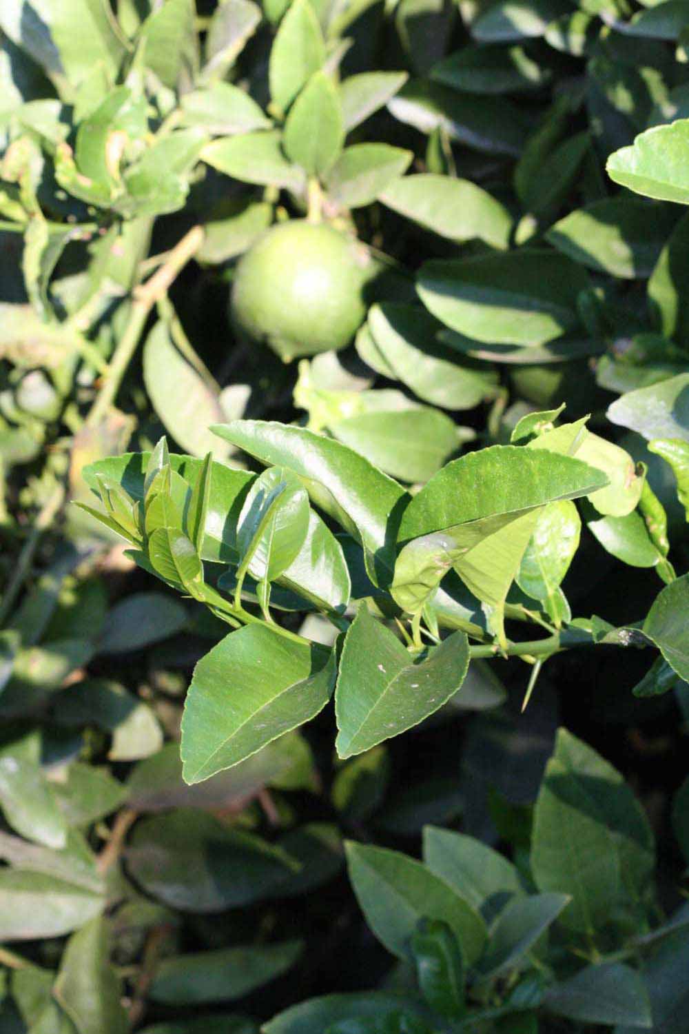              Sun leaves (Riverside, CA)       